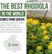 Сибірська родіола преміумкласу Triquetra Health Siberian Rhodiola 60 капсул 2355285152 фото 3