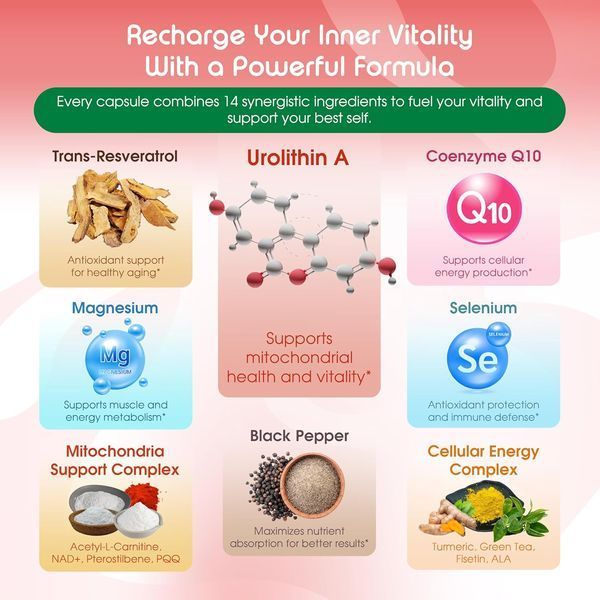 Добавка премиум-класса для мышечной энергии Vitаl Herbal Urolithin A with Resveratrol Coenzyme Q10 150 капсул 4384144678 фото