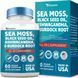Мультиминеральная смесь премиум-класса OLLpaten Sea Moss Black Seed Oil Ashwagandha Turmeric Bladderwrack Burdock 60 капсул 4384307045 фото 1